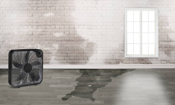 Best Local water damage restoration  in Skyline Acres, OH